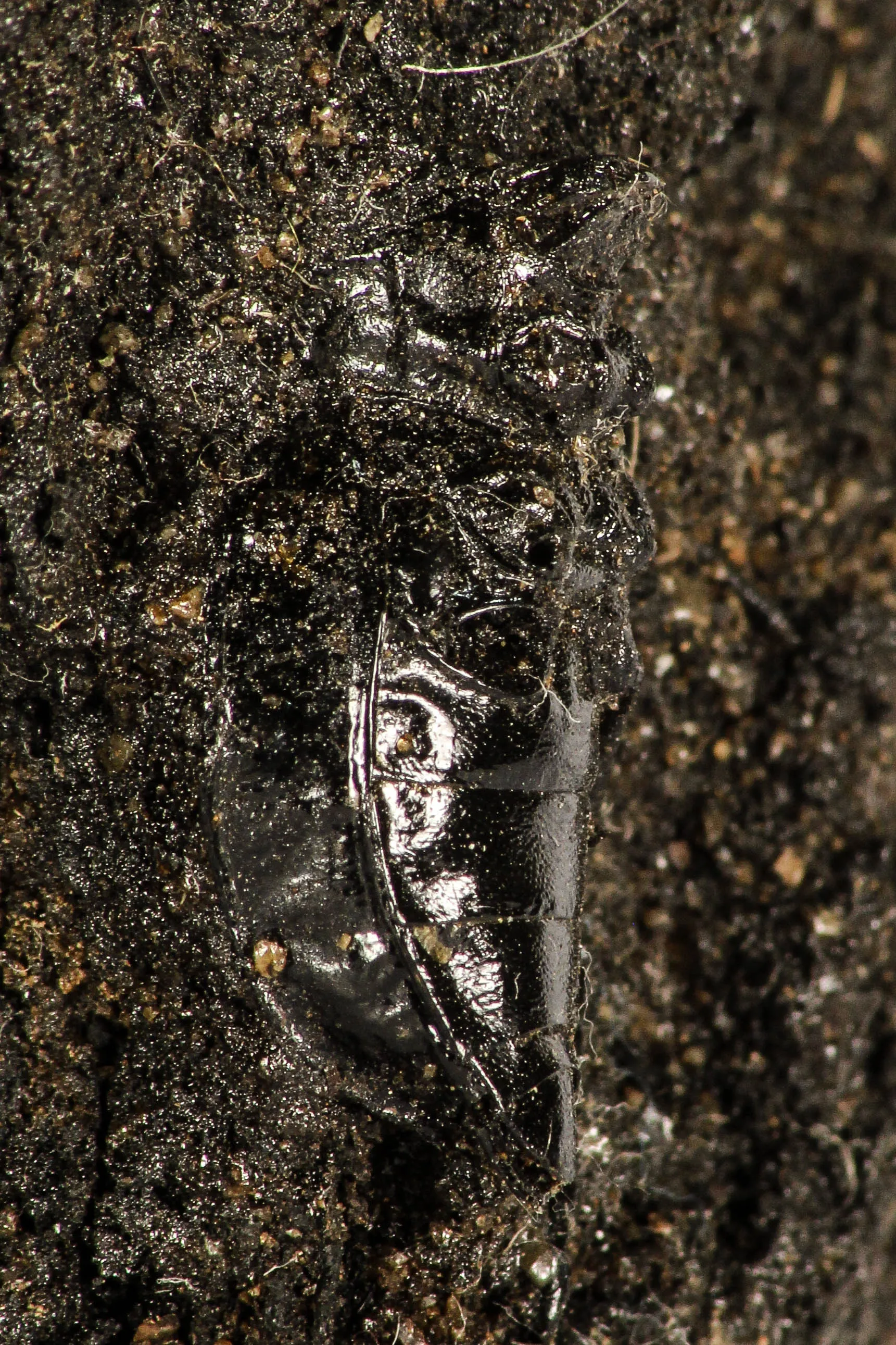 30387 - Top Rare Beetle Preserved in Brea - Pleistocene Tar Pits California