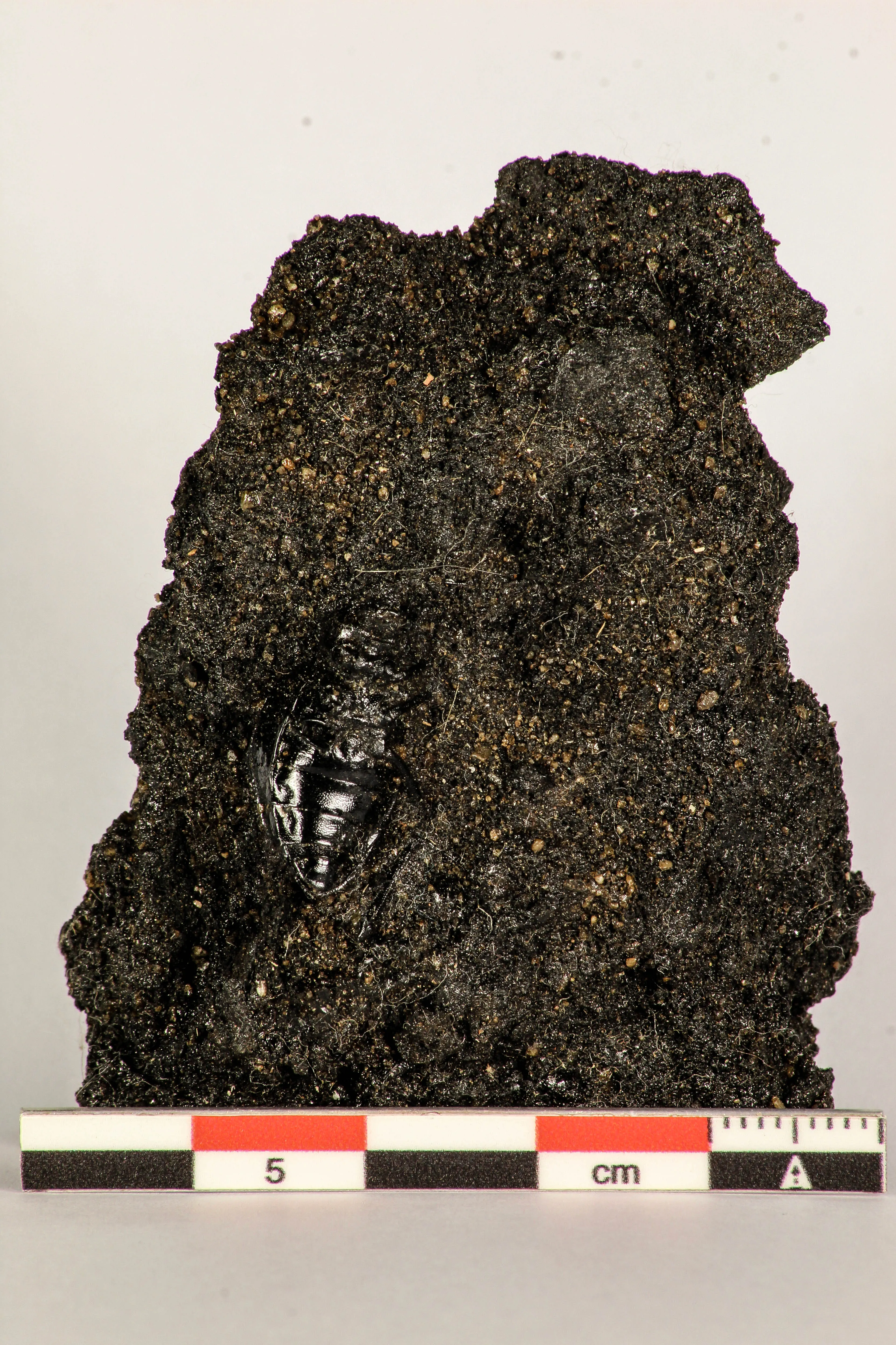 30387 - Top Rare Beetle Preserved in Brea - Pleistocene Tar Pits California