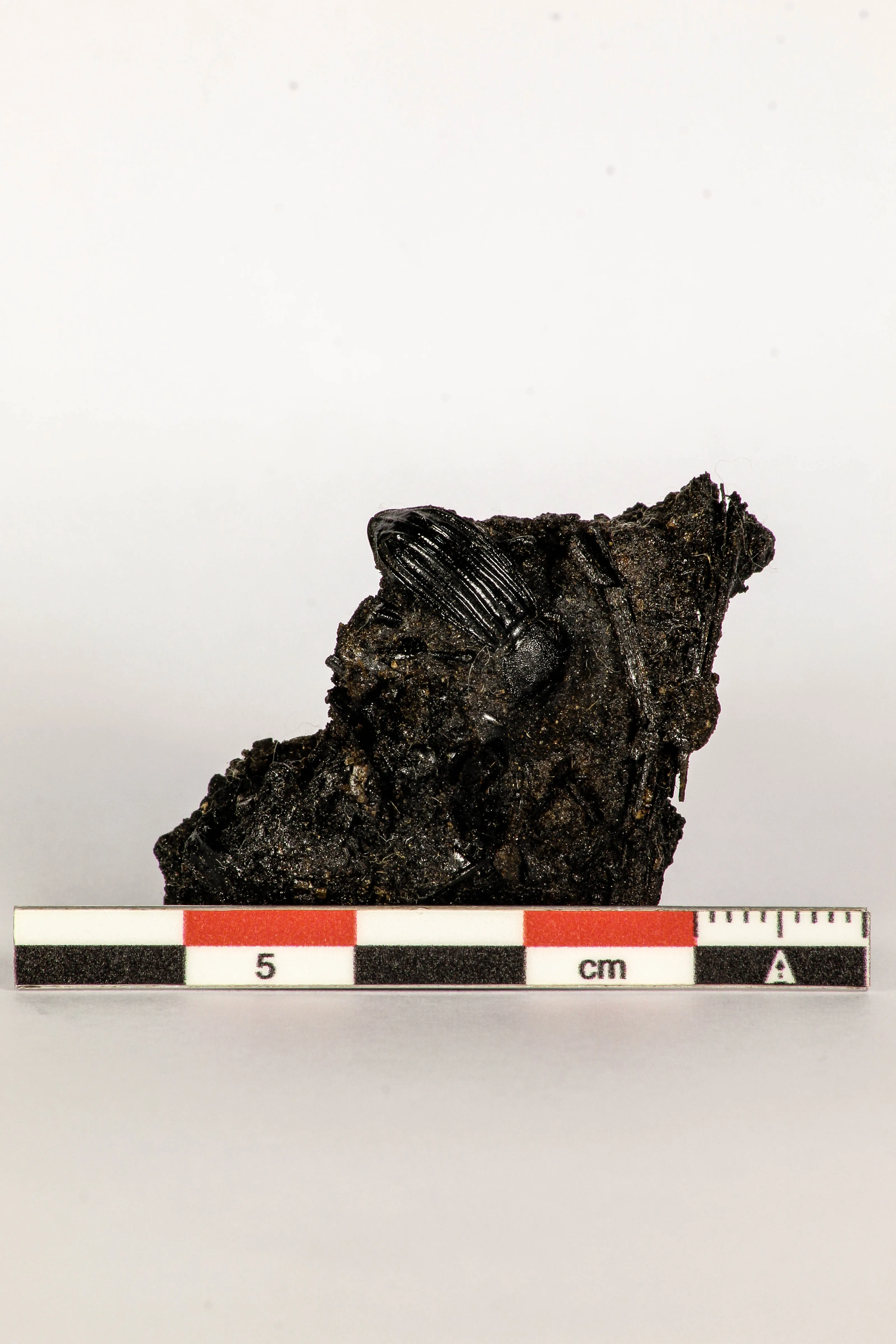 30388 - Top Rare Beetle Preserved in Brea - Pleistocene Tar Pits California