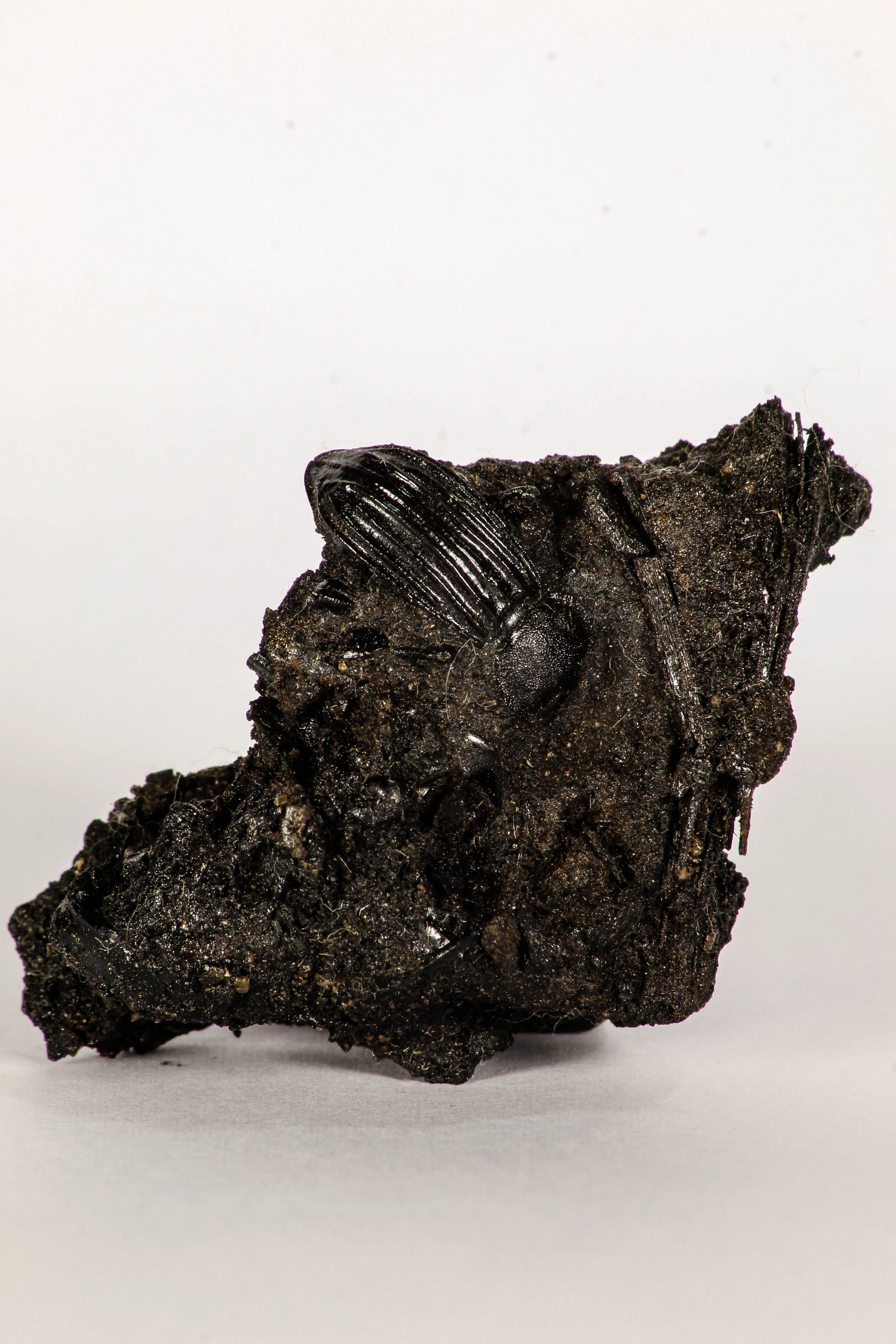 30388 - Top Rare Beetle Preserved in Brea - Pleistocene Tar Pits California