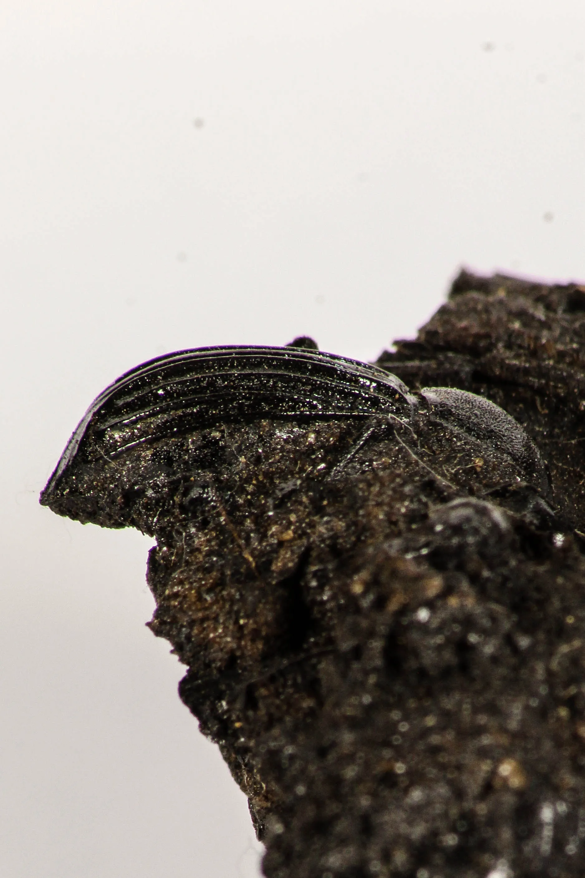30388 - Top Rare Beetle Preserved in Brea - Pleistocene Tar Pits California