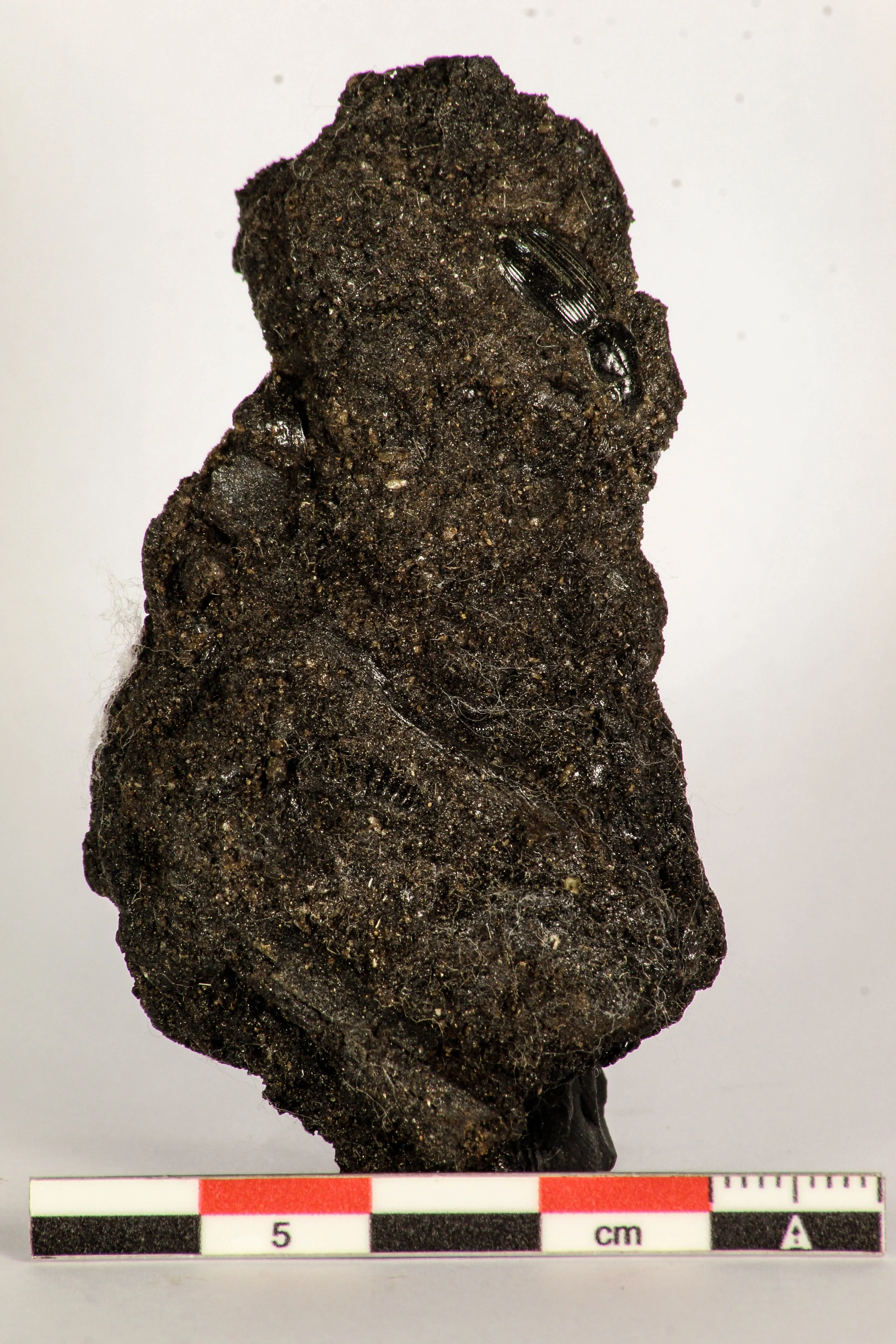 30390 - Top Rare Beetle Preserved in Brea - Pleistocene Tar Pits California