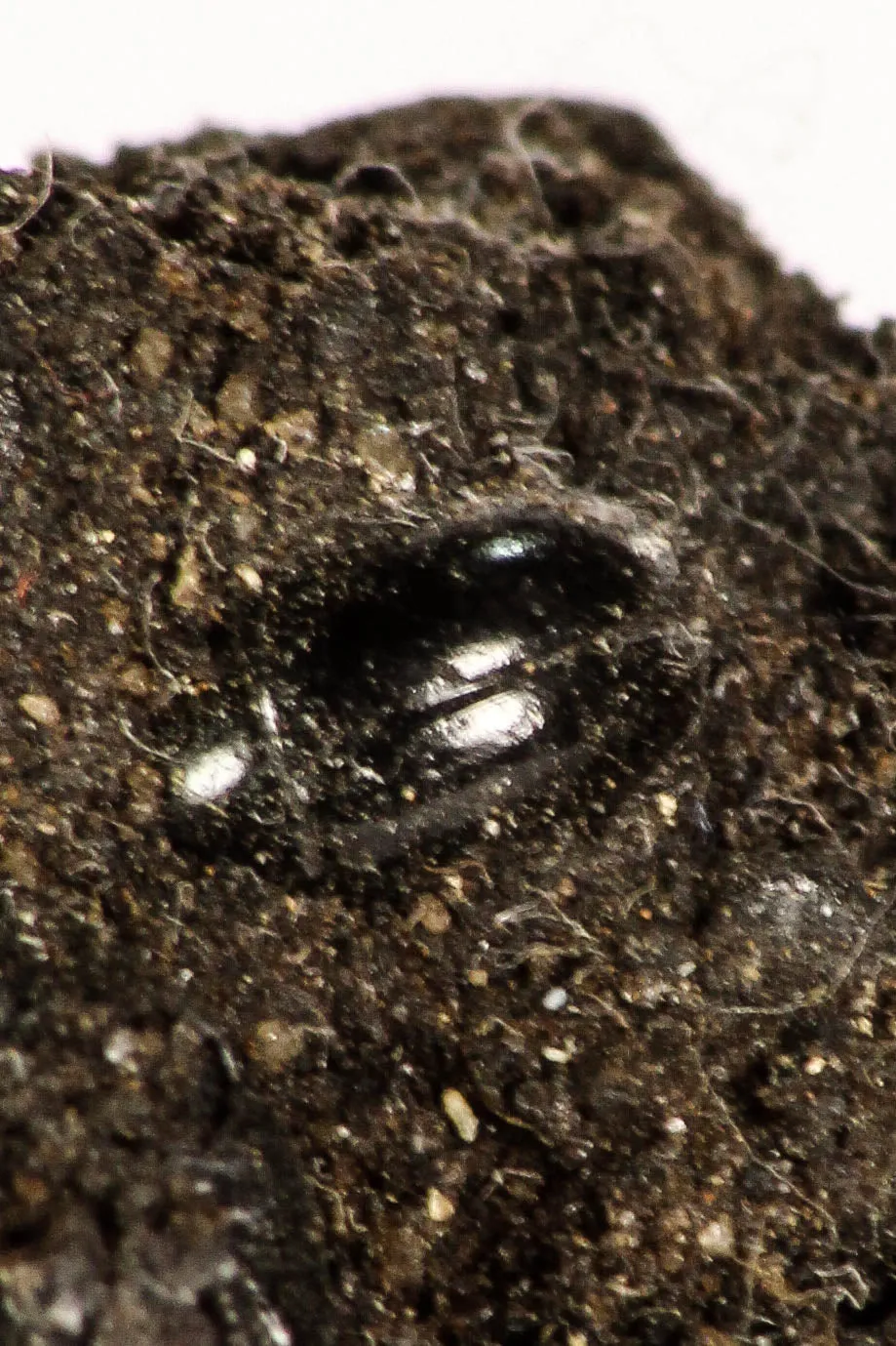 30391 - Top Rare Association 2 Beetles   Dragon-Fly Preserved in Brea - Pleistocene Tar Pits California