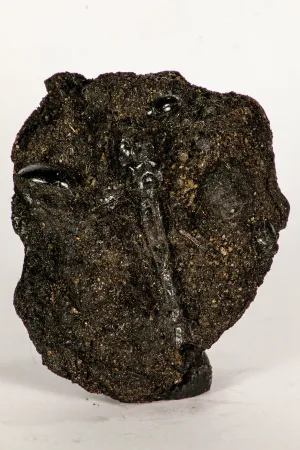 30391 - Top Rare Association 2 Beetles   Dragon-Fly Preserved in Brea - Pleistocene Tar Pits California