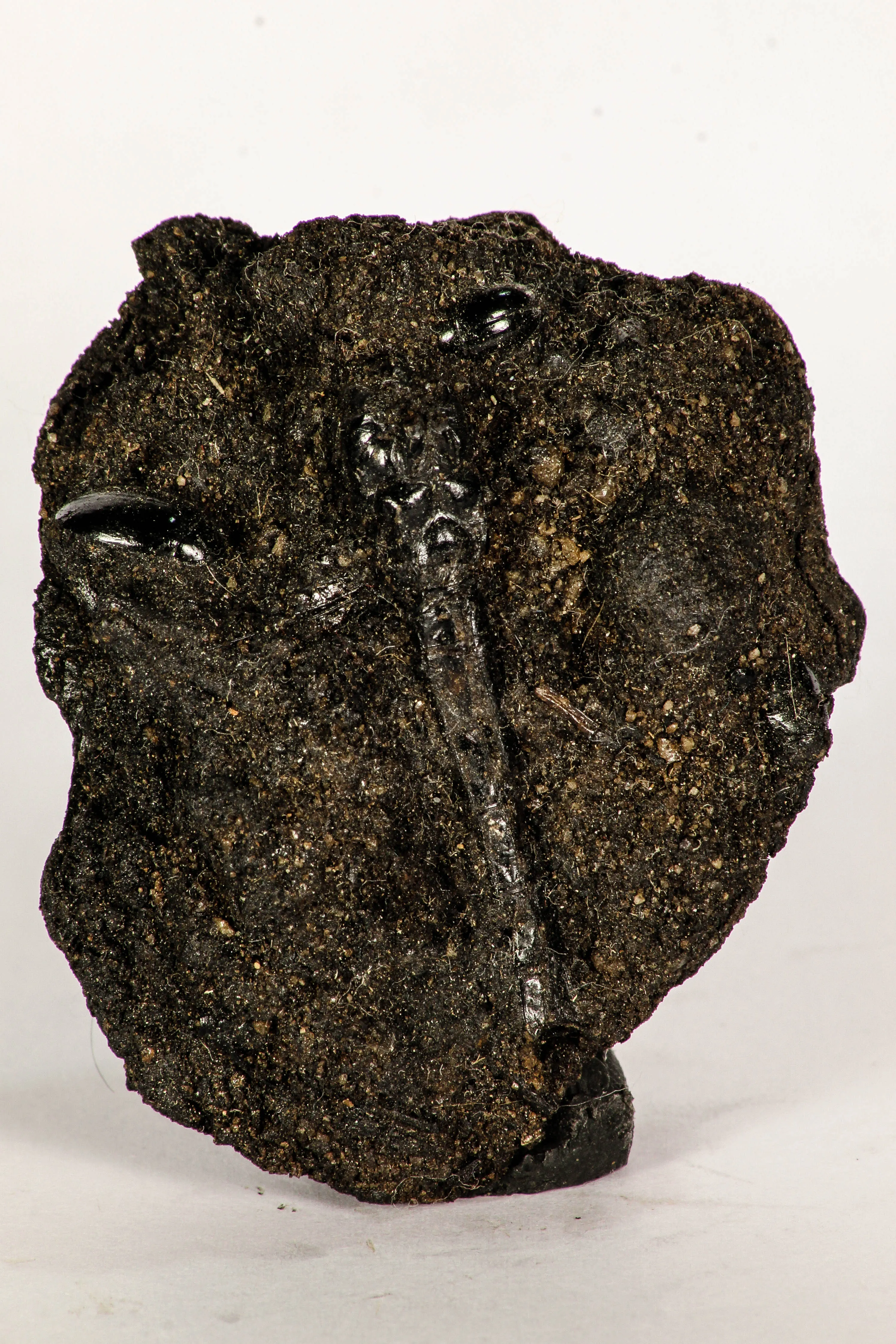30391 - Top Rare Association 2 Beetles   Dragon-Fly Preserved in Brea - Pleistocene Tar Pits California