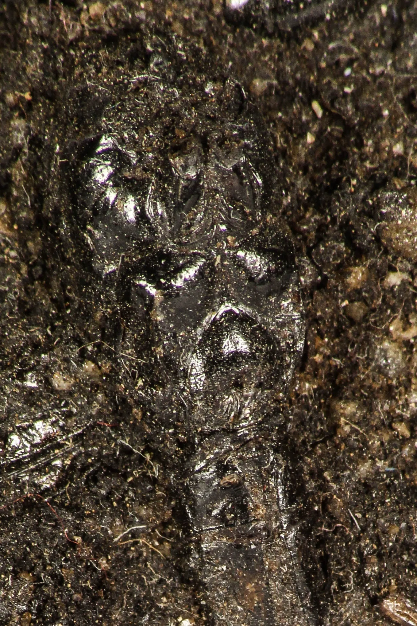30391 - Top Rare Association 2 Beetles   Dragon-Fly Preserved in Brea - Pleistocene Tar Pits California