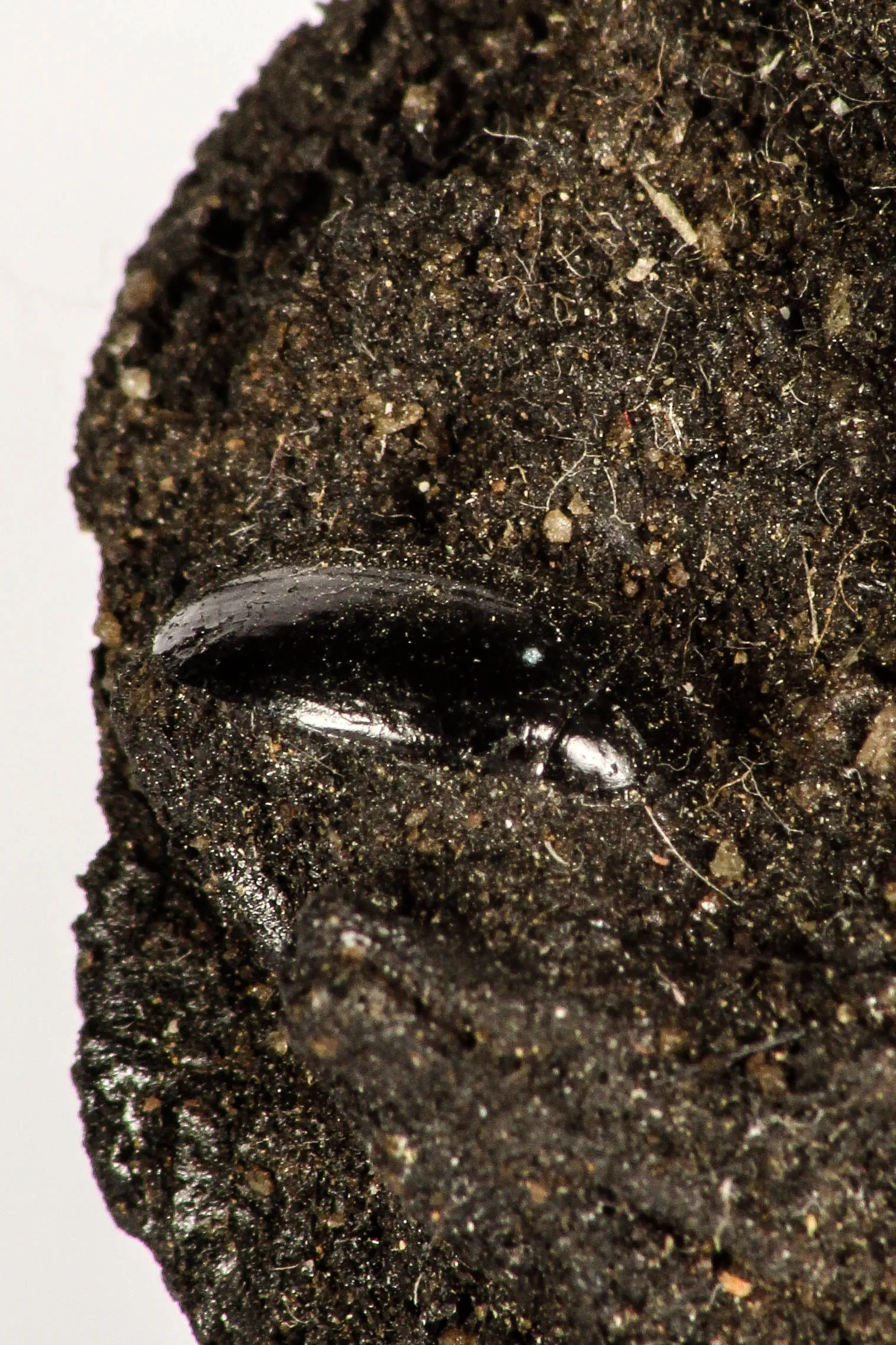 30391 - Top Rare Association 2 Beetles   Dragon-Fly Preserved in Brea - Pleistocene Tar Pits California