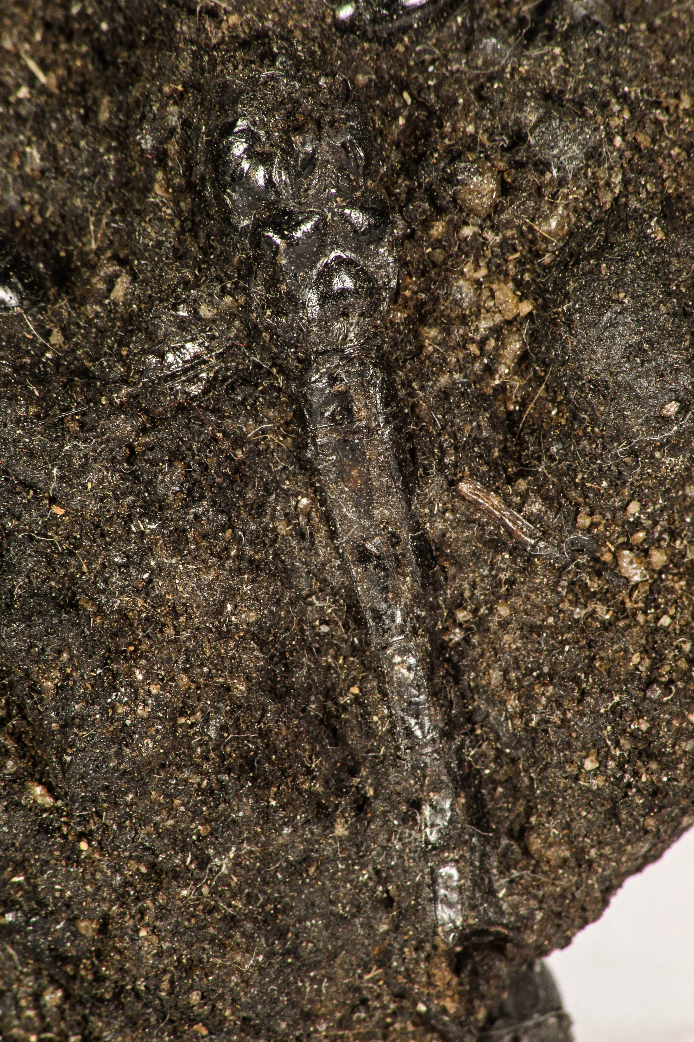 30391 - Top Rare Association 2 Beetles   Dragon-Fly Preserved in Brea - Pleistocene Tar Pits California