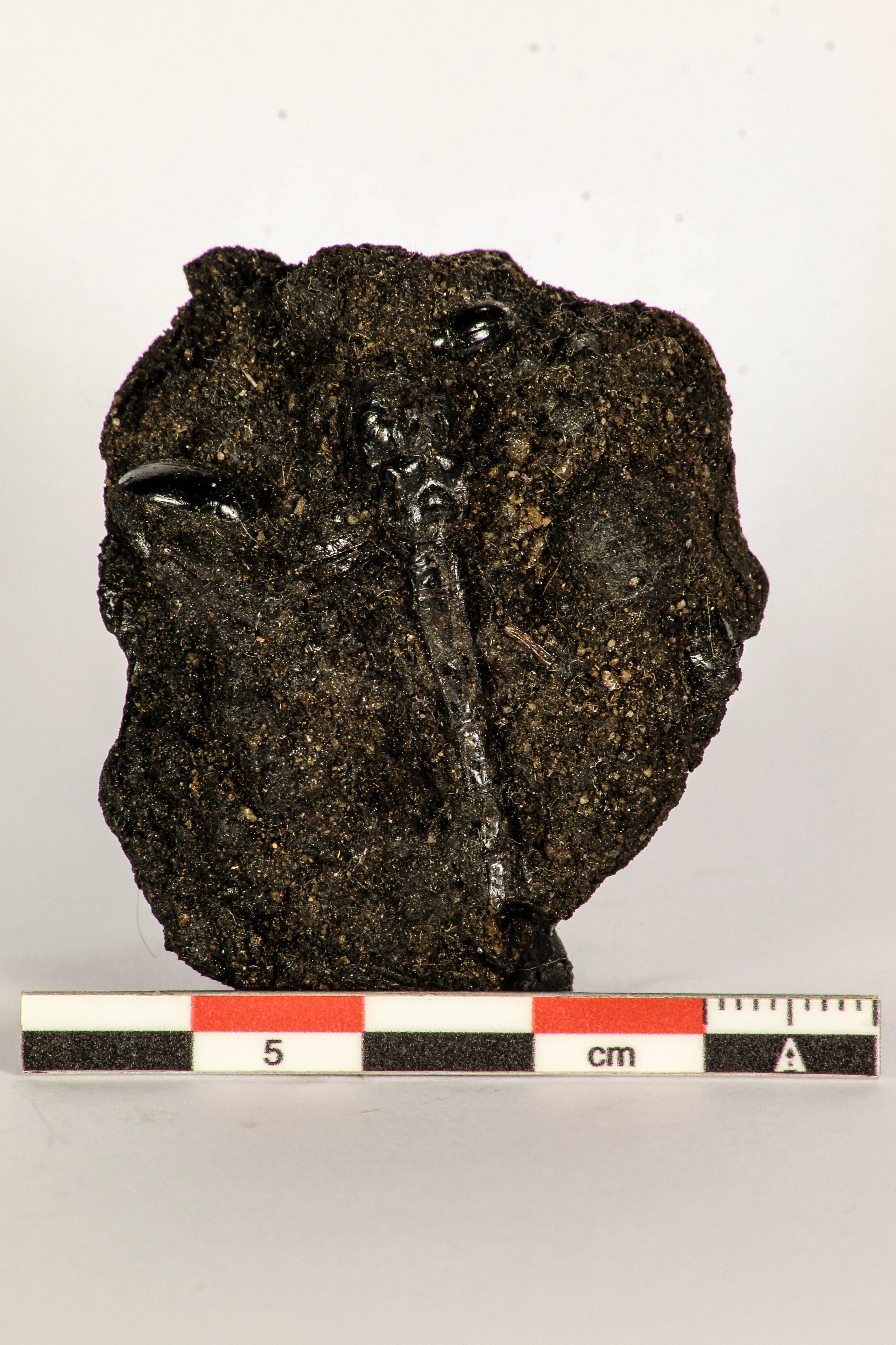 30391 - Top Rare Association 2 Beetles   Dragon-Fly Preserved in Brea - Pleistocene Tar Pits California