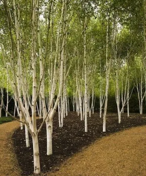 Betula utilis 'Jacquemontii' - Clump (Himalayan Birch Clump) - 10 Gallon Potted Tree
