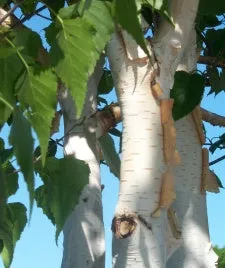 Betula utilis 'Jacquemontii' - Clump (Himalayan Birch Clump) - 10 Gallon Potted Tree
