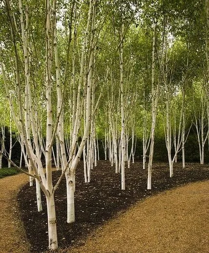 Betula utilis 'Jacquemontii' - Clump (Himalayan Birch Clump) - 10 Gallon Potted Tree