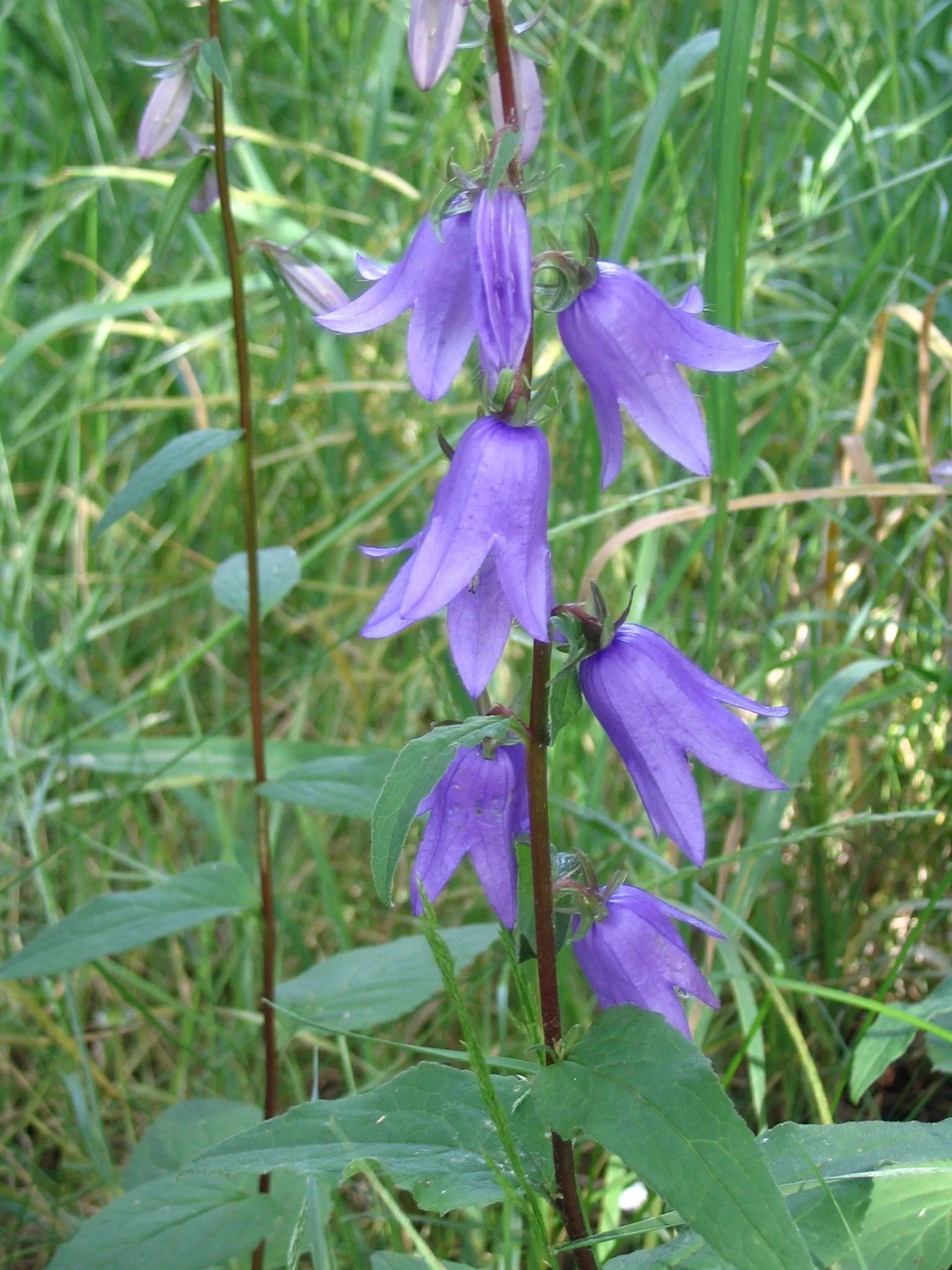 Campanula routundifolia (Bluebell) - 1 Gallon Potted Perennial