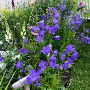 Campanula routundifolia (Bluebell) - 1 Gallon Potted Perennial